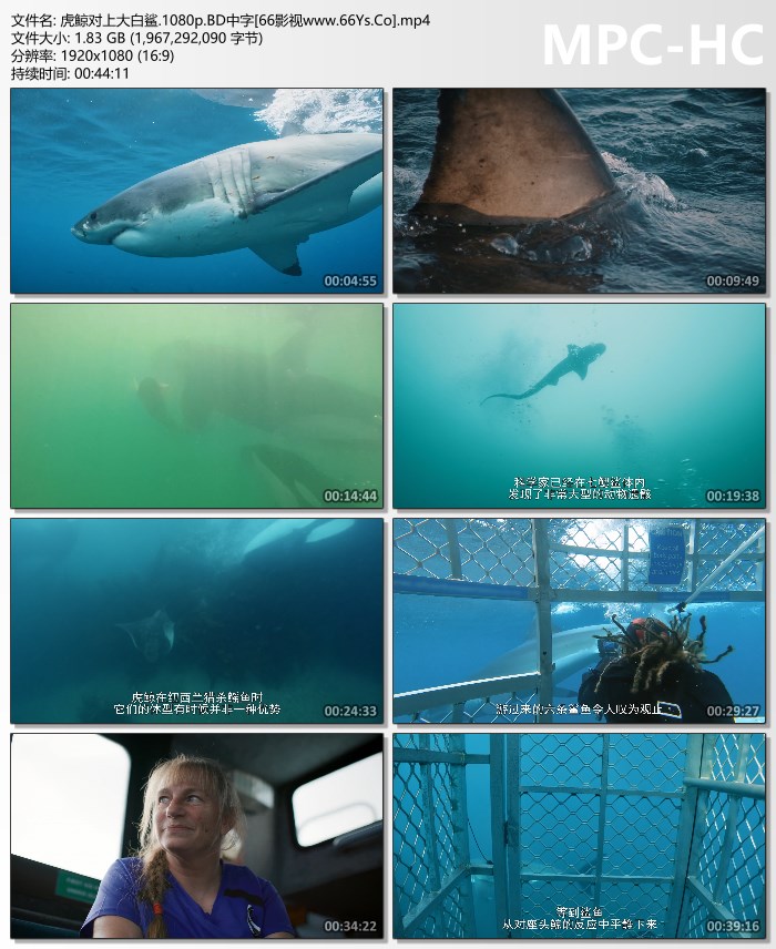 2021年美国纪录片《虎鲸对上大白鲨》1080P英语中字