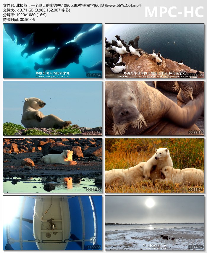 2012年加拿大8.5分纪录片《北极熊：一个夏天的奥德赛》1080P英语中英双字