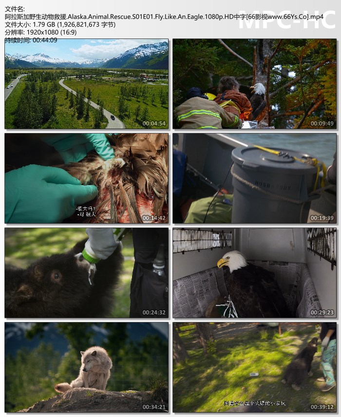 2020年美国纪录片《阿拉斯加野生动物救援》第一季全4集