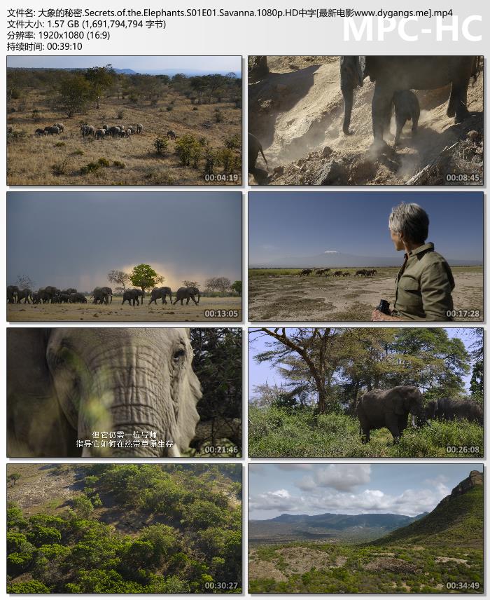 2023年美国纪录片《大象的秘密》1080P英语中字