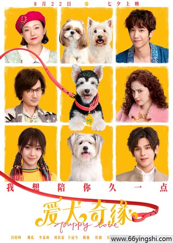 2023年冯绍峰,古力娜扎爱情喜剧《爱犬奇缘》1080P国语中字